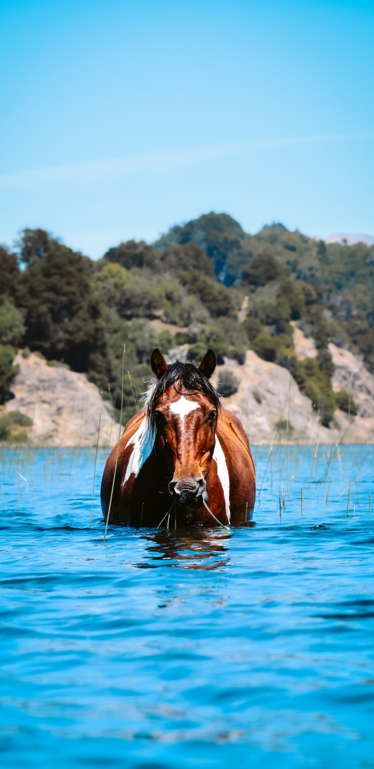 Обои лошадь вода, Ахалтекинская, Мустанг, вода, грива в разрешении 1440x2960