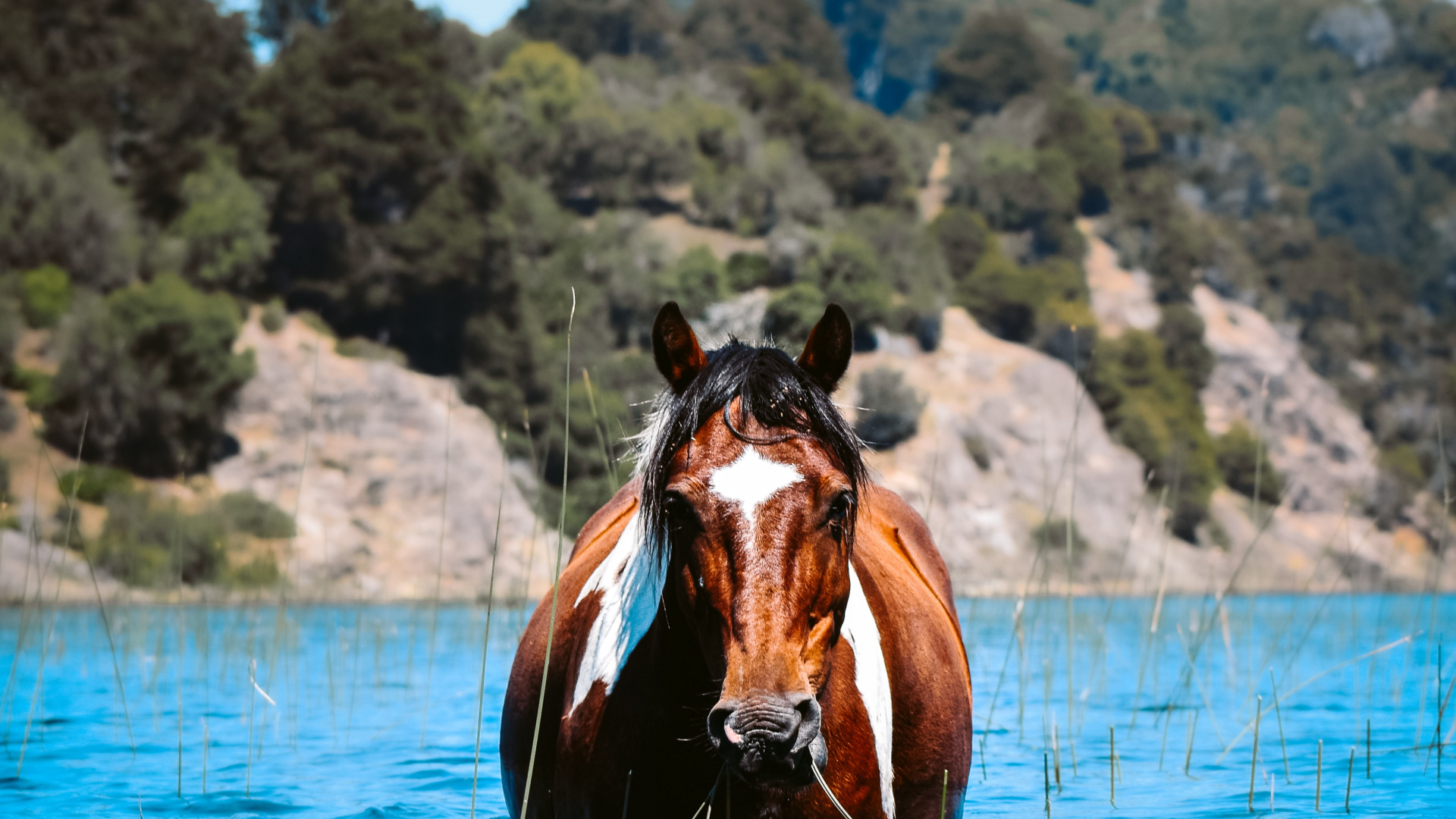 Обои лошадь вода, Ахалтекинская, Мустанг, вода, грива в разрешении 1920x1080
