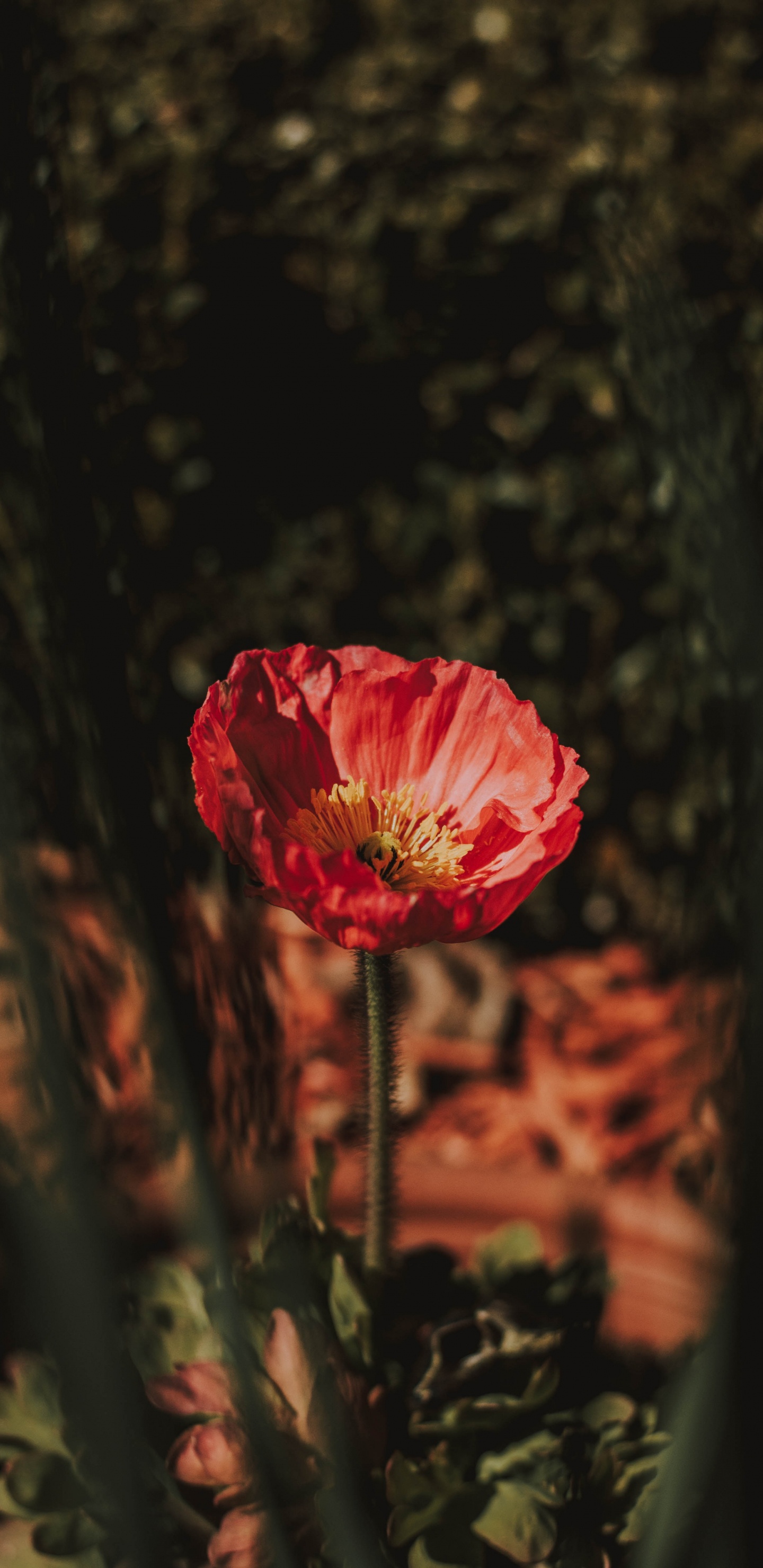 Обои цветок, красный цвет, лепесток, розовый, растение в разрешении 1440x2960