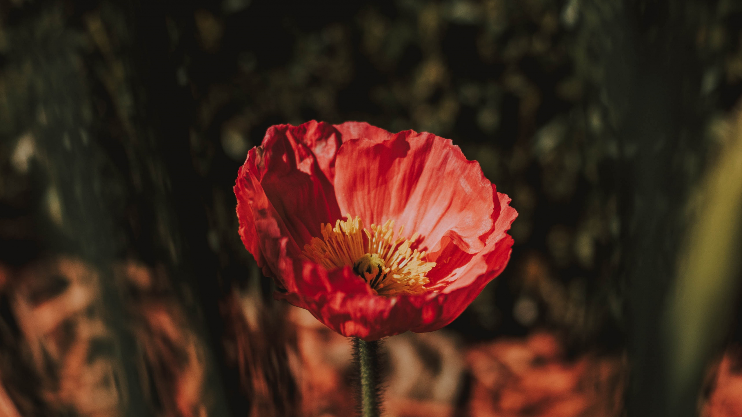 Обои цветок, красный цвет, лепесток, розовый, растение в разрешении 2560x1440