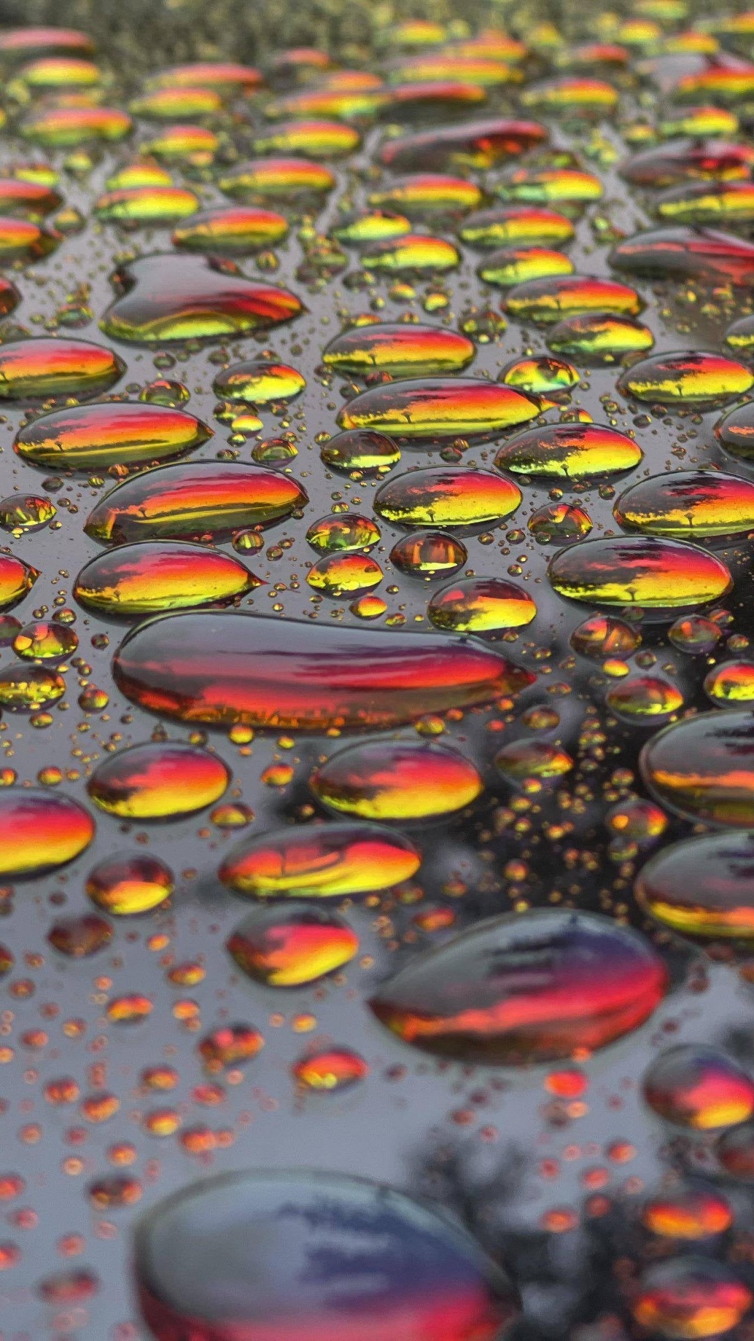 Обои вода, цветок, растение, лист, Апельсин в разрешении 1080x1920