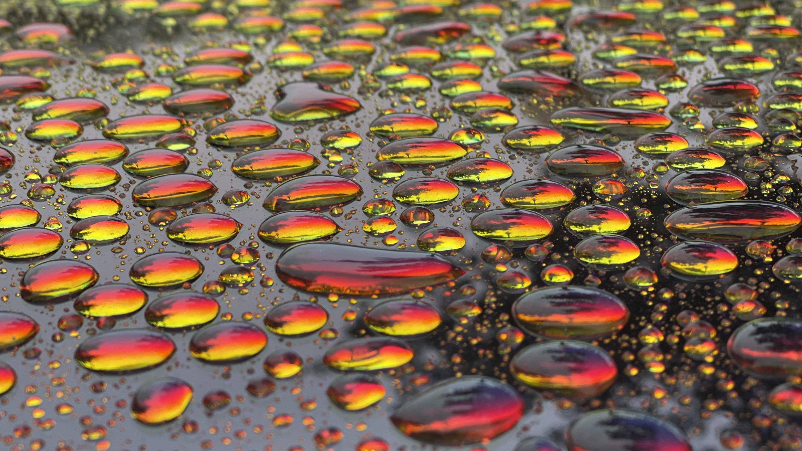 Обои вода, цветок, растение, лист, Апельсин в разрешении 2560x1440