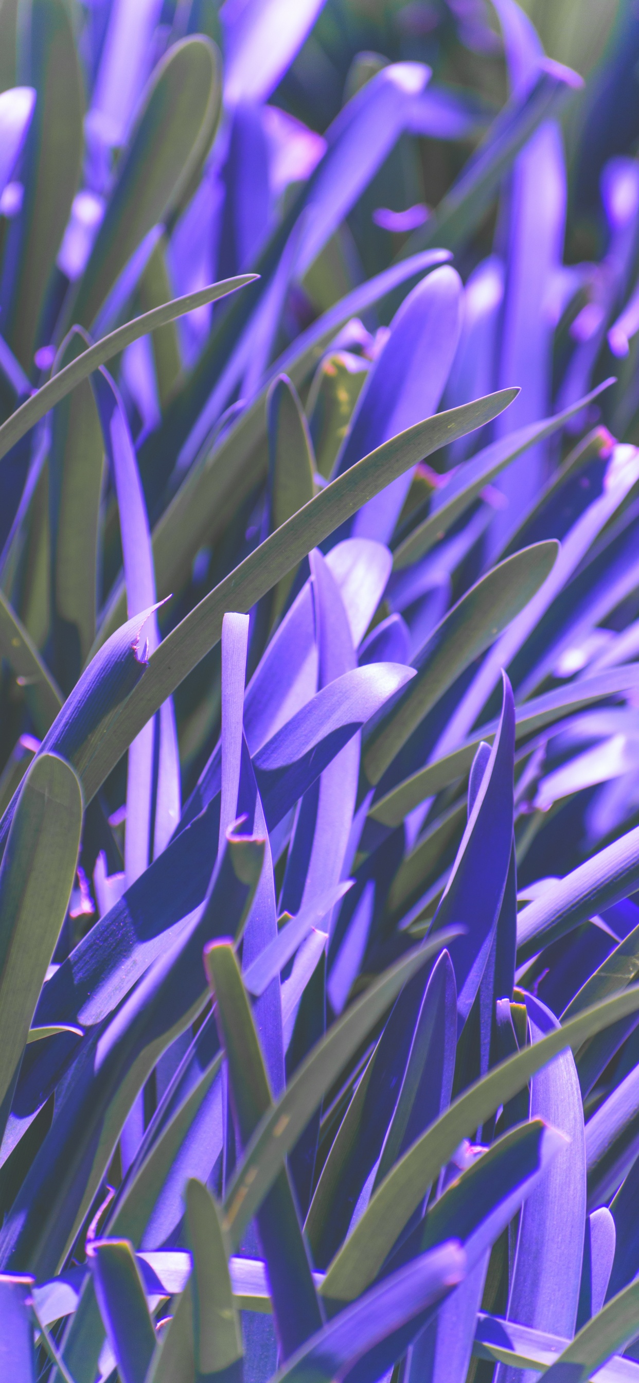 Обои синий, пурпур, лаванда, Фиолетовый, растение в разрешении 1242x2688