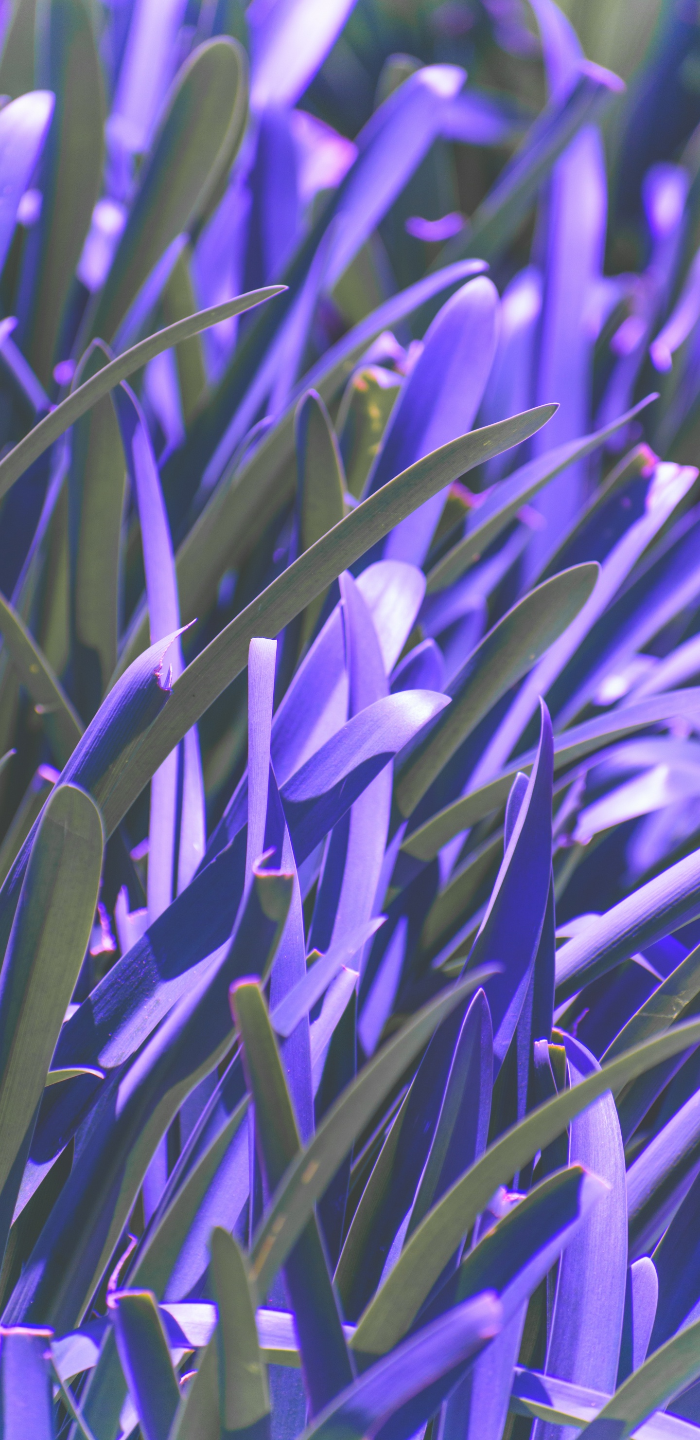 Обои синий, пурпур, лаванда, Фиолетовый, растение в разрешении 1440x2960