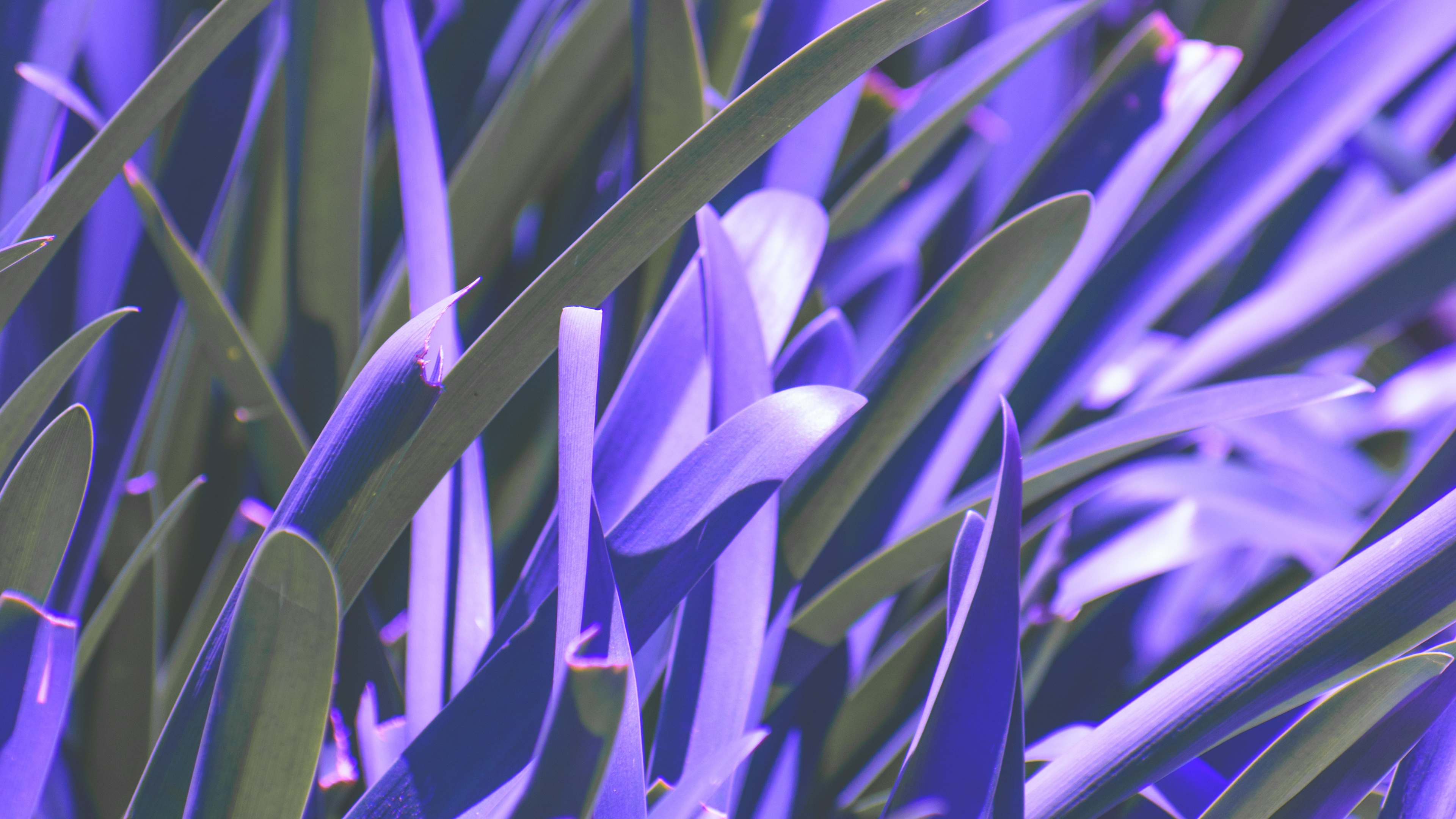 Обои синий, пурпур, лаванда, Фиолетовый, растение в разрешении 3840x2160