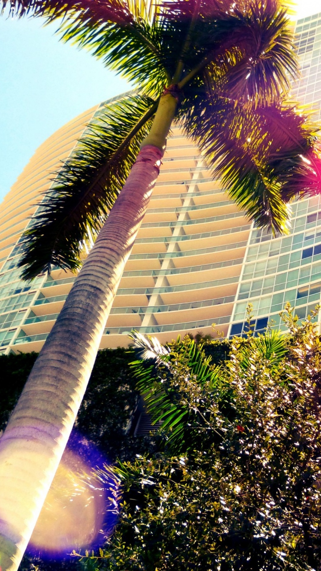 Обои Майами, Южный пляж, пальмовые рощи, дерево, Пальма в разрешении 1080x1920