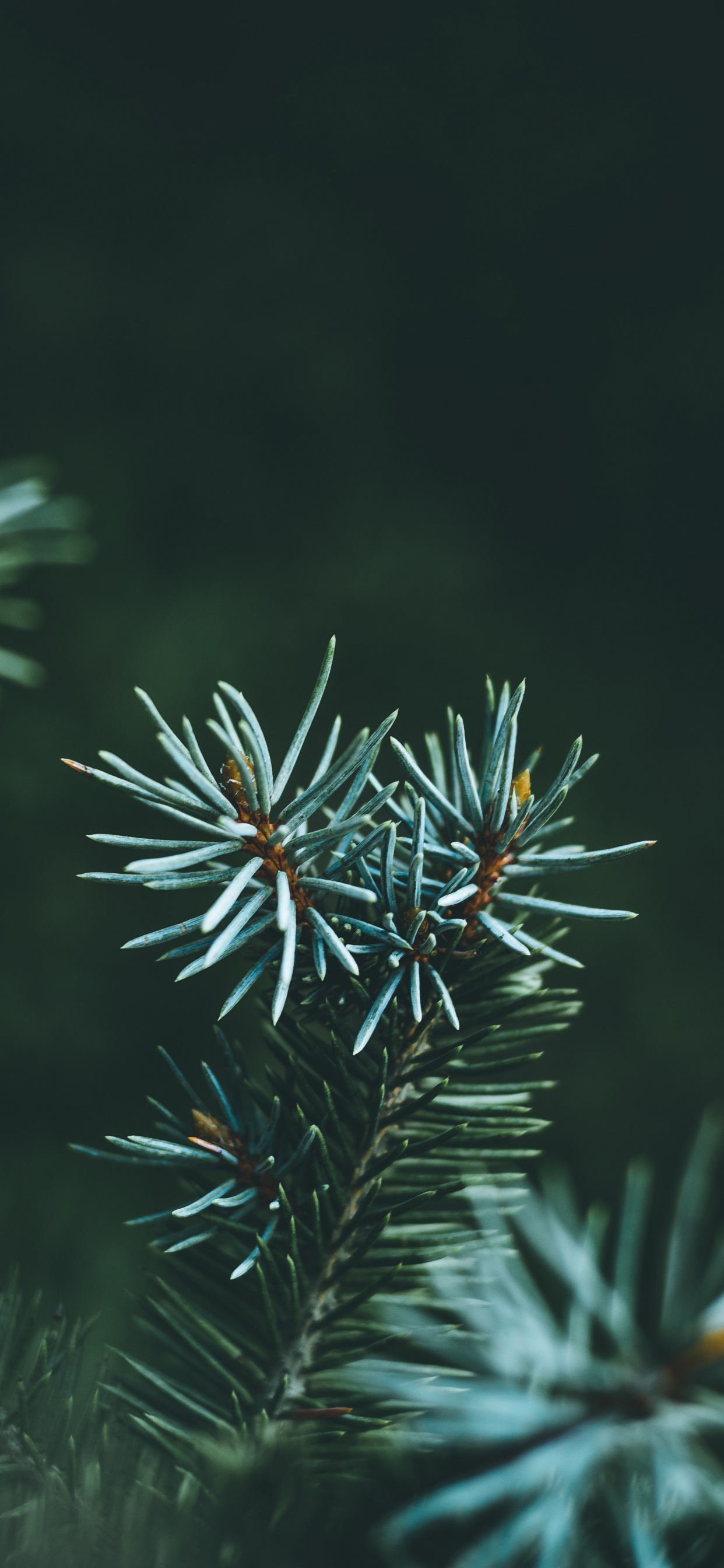 Обои дерево, Канадская ель, Ель Природа, лиственница, Колорадо-ель в разрешении 1242x2688