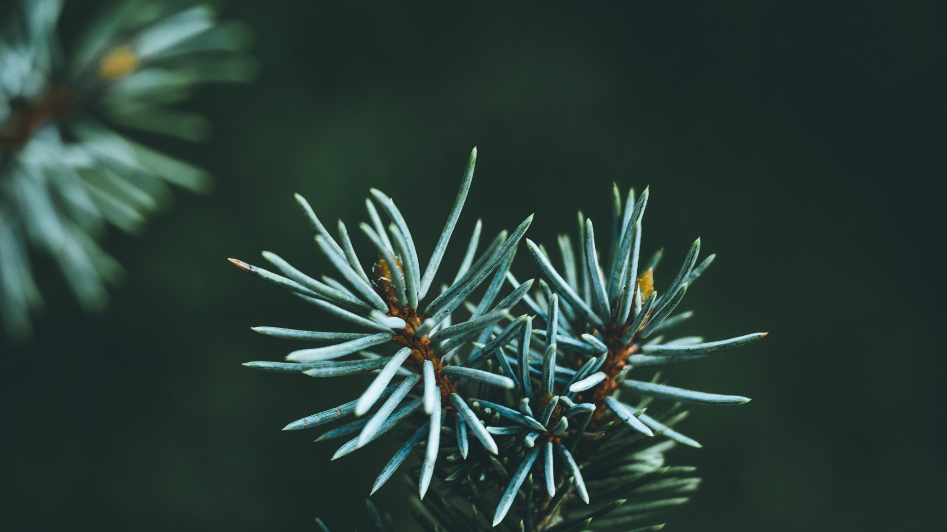Обои дерево, Канадская ель, Ель Природа, лиственница, Колорадо-ель в разрешении 1920x1080