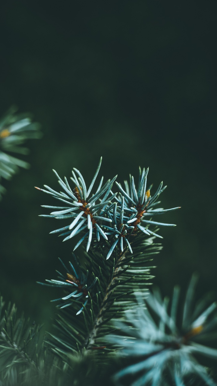 Обои дерево, Канадская ель, Ель Природа, лиственница, Колорадо-ель в разрешении 720x1280