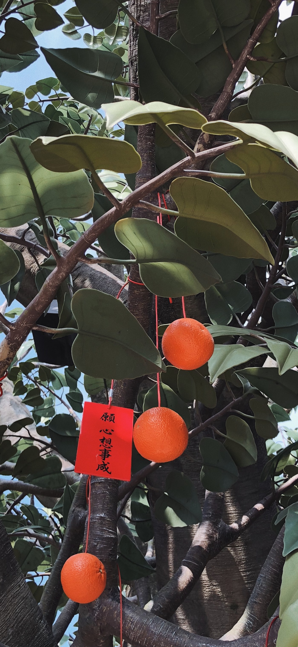 Обои фруктовое дерево, ветвь, продукция, древесные растения, прут в разрешении 1242x2688