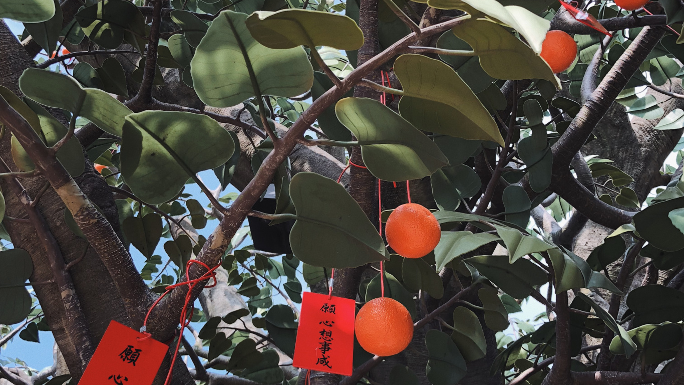 Обои фруктовое дерево, ветвь, продукция, древесные растения, прут в разрешении 1366x768