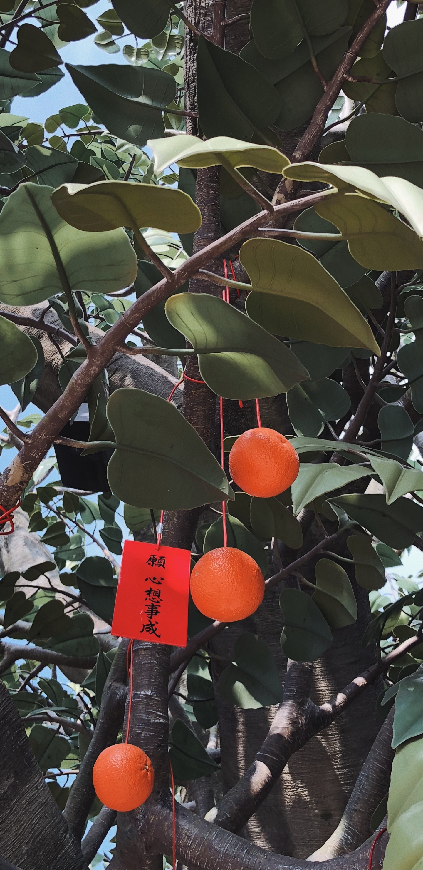 Обои фруктовое дерево, ветвь, продукция, древесные растения, прут в разрешении 1440x2960