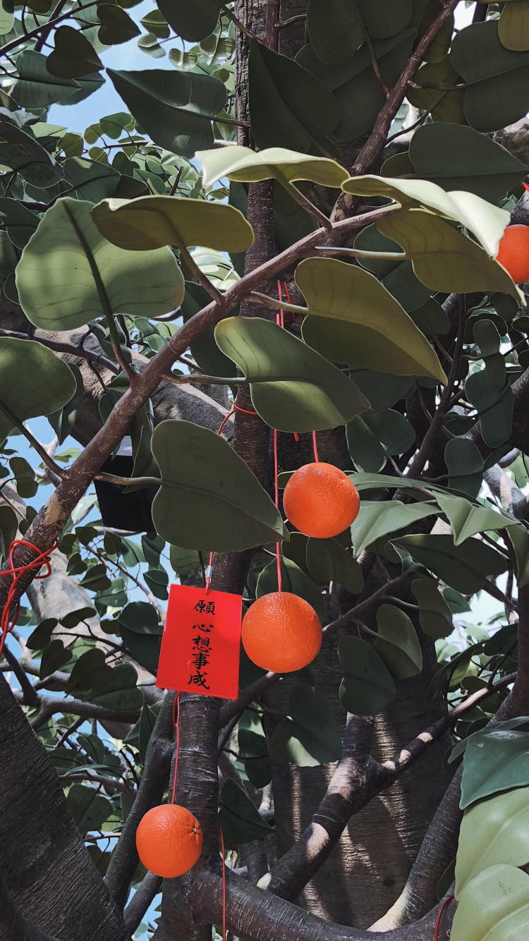 Обои фруктовое дерево, ветвь, продукция, древесные растения, прут в разрешении 750x1334