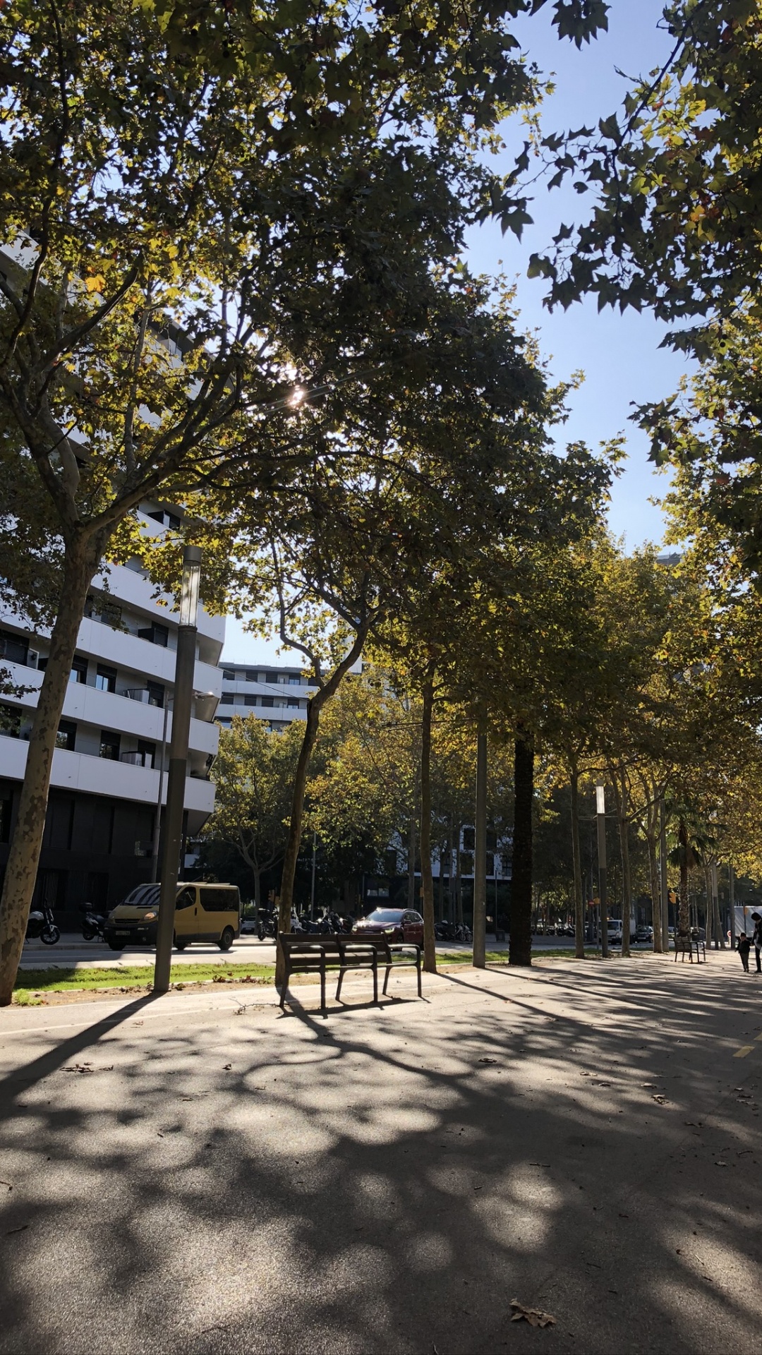 Обои дерево, общественное место, древесные растения, полутона и оттенки, тень в разрешении 1080x1920