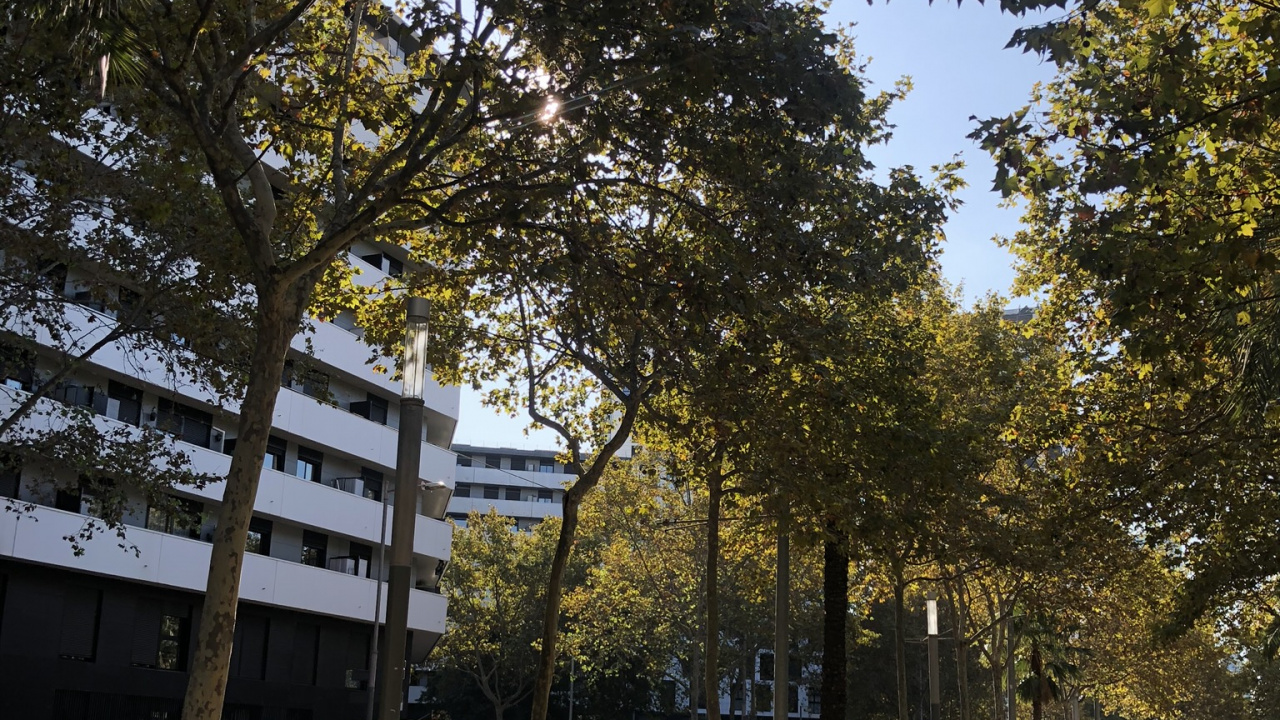 Обои дерево, общественное место, древесные растения, полутона и оттенки, тень в разрешении 1280x720