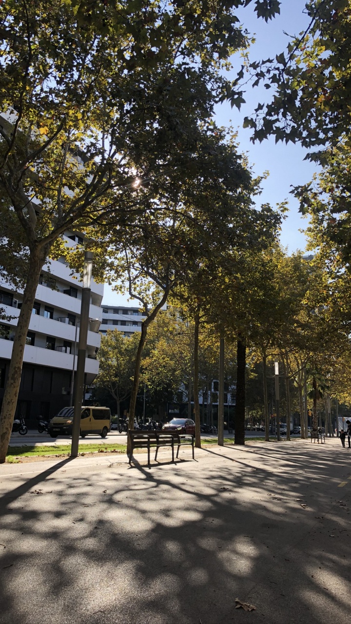 Обои дерево, общественное место, древесные растения, полутона и оттенки, тень в разрешении 720x1280