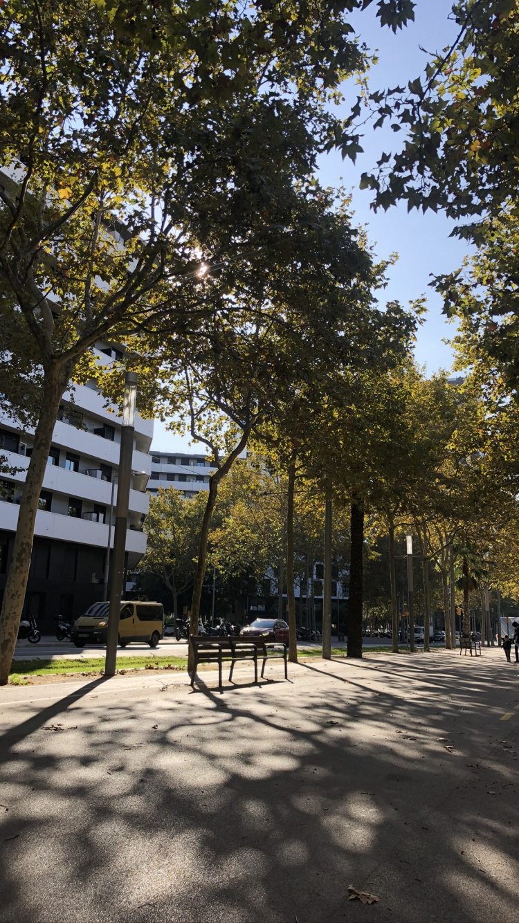 Обои дерево, общественное место, древесные растения, полутона и оттенки, тень в разрешении 750x1334