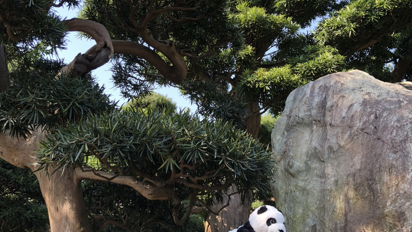 Обои Гонконг, дерево, гигантская панда, наука, экология в разрешении 1366x768