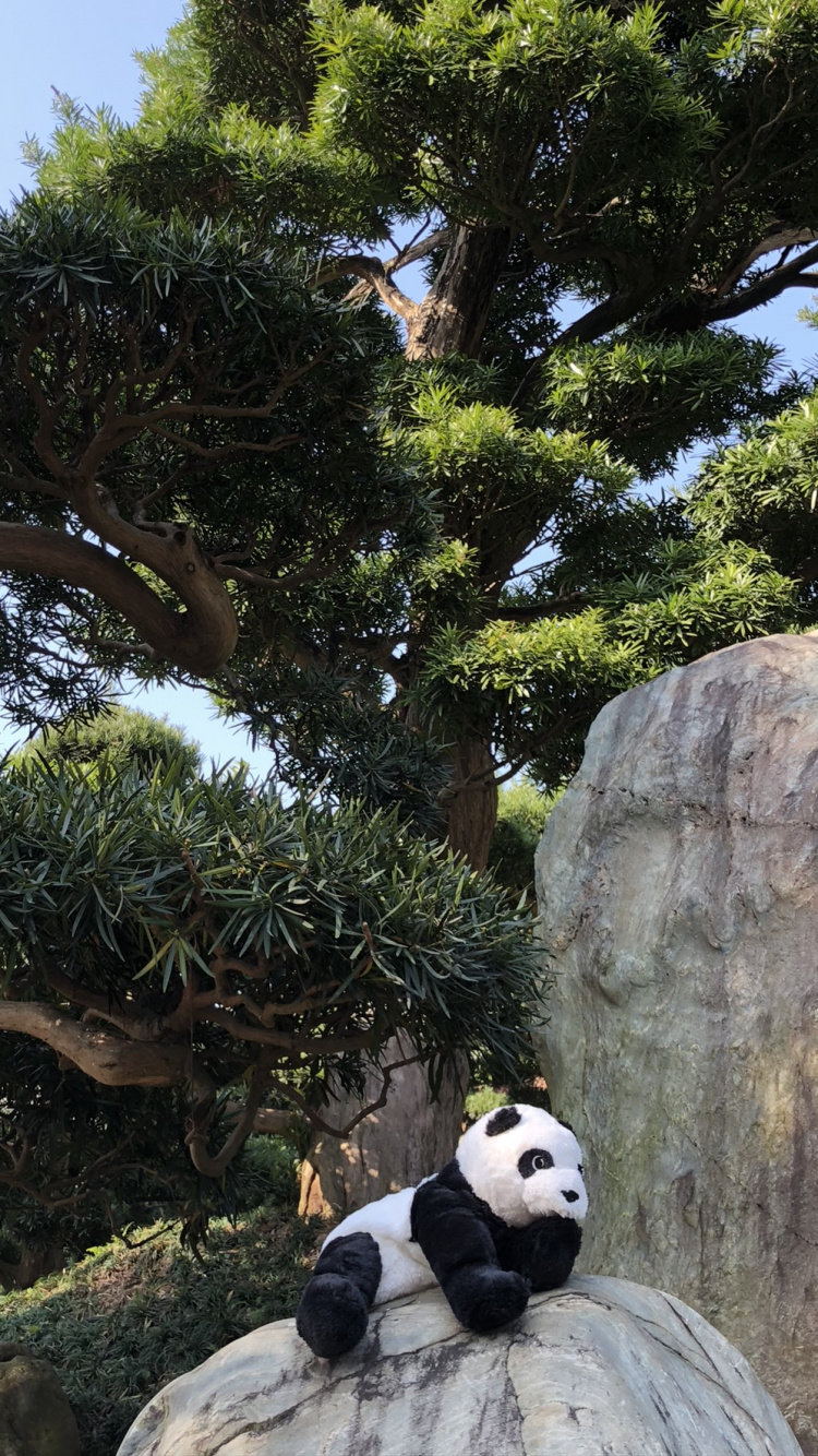 Обои Гонконг, дерево, гигантская панда, наука, экология в разрешении 750x1334