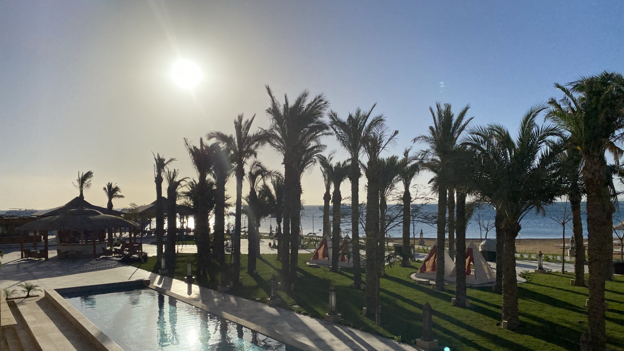 Обои Пальма, пальмовые рощи, плавательный бассейн, растение, вода в разрешении 1280x720