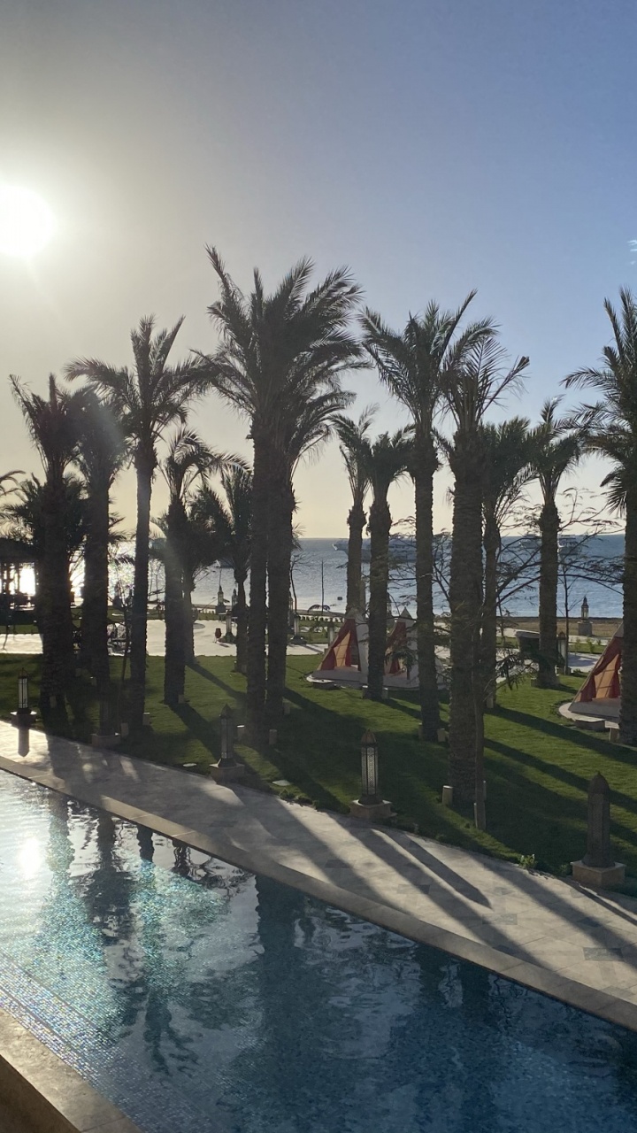 Обои Пальма, пальмовые рощи, плавательный бассейн, растение, вода в разрешении 720x1280