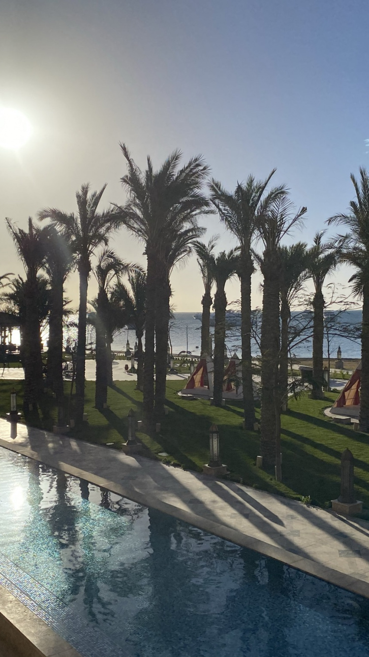 Обои Пальма, пальмовые рощи, плавательный бассейн, растение, вода в разрешении 750x1334