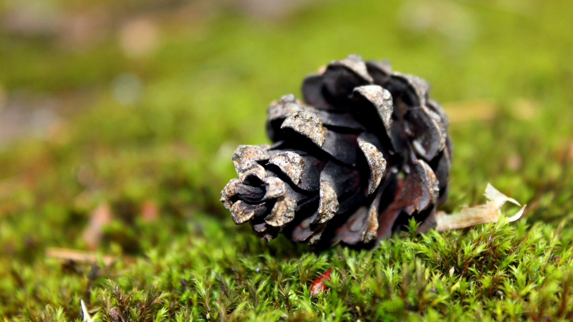 Обои хвойные конуса, сосна, дерево, трава, Компания Lenovo В50-10 в разрешении 1920x1080