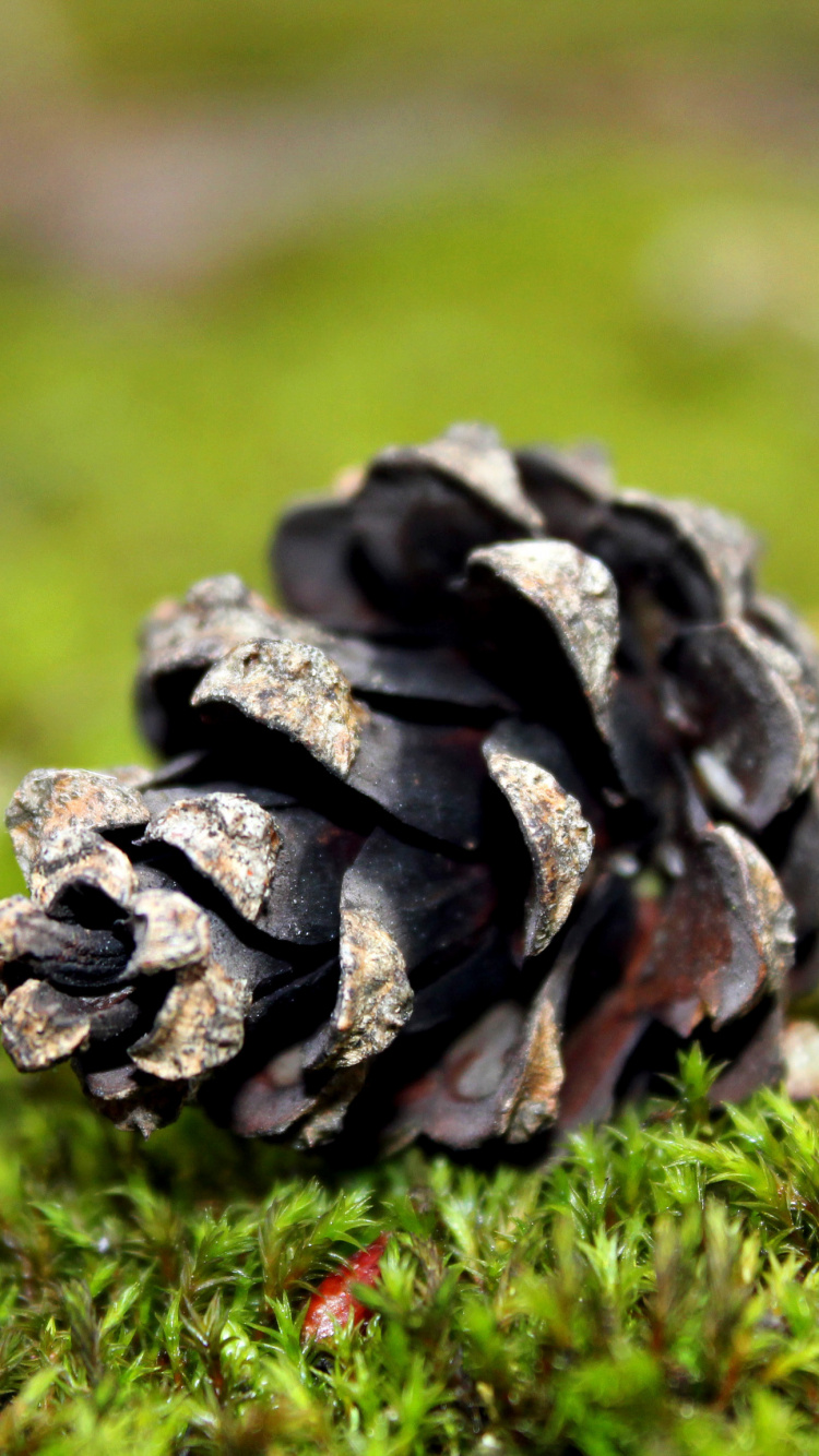 Обои хвойные конуса, сосна, дерево, трава, Компания Lenovo В50-10 в разрешении 750x1334