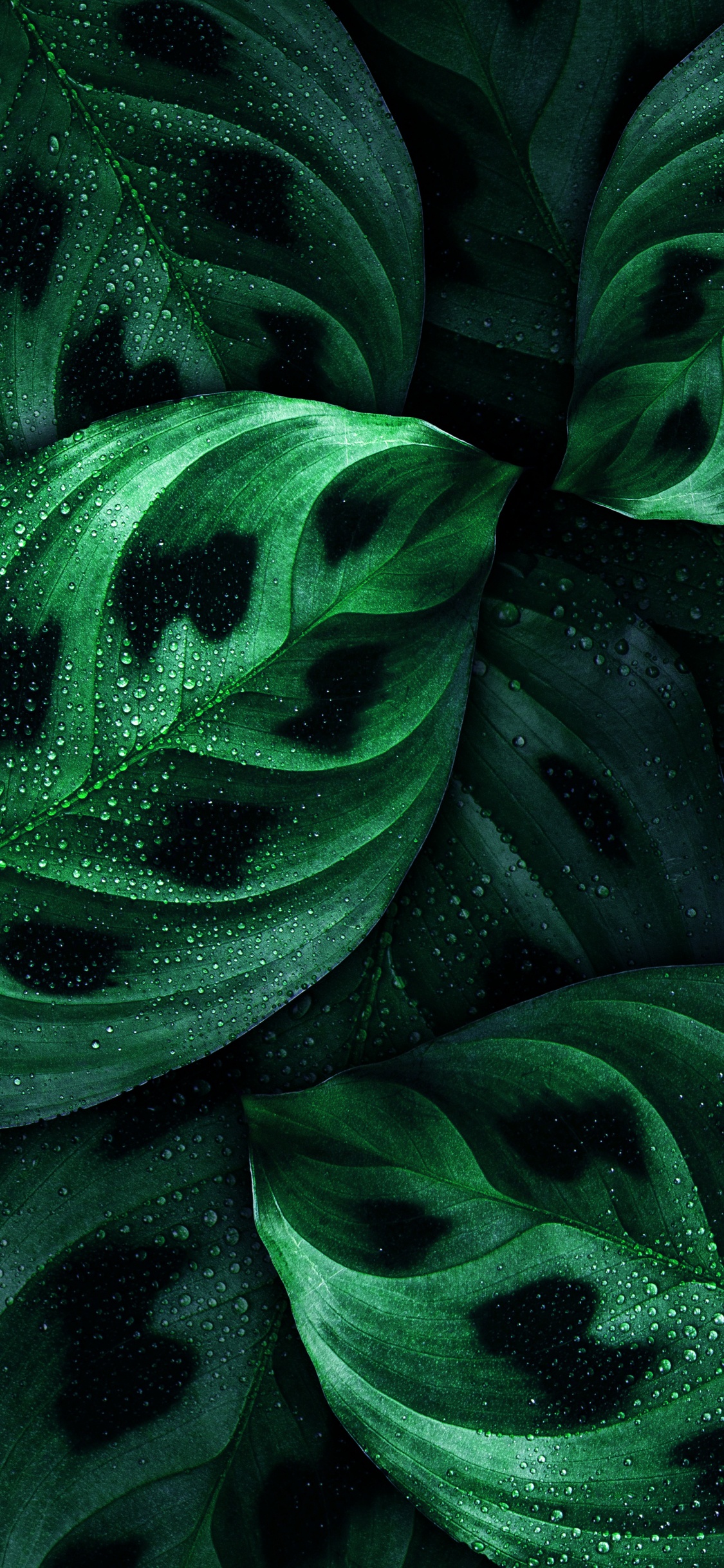 Обои лист, андроид, Nokia, зеленый, ботаники в разрешении 1125x2436