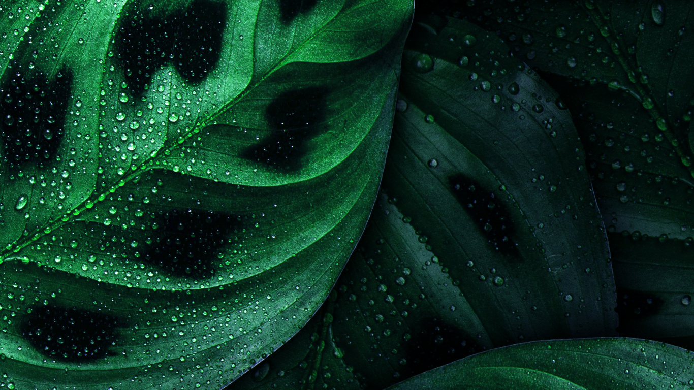 Обои лист, андроид, Nokia, зеленый, ботаники в разрешении 1366x768