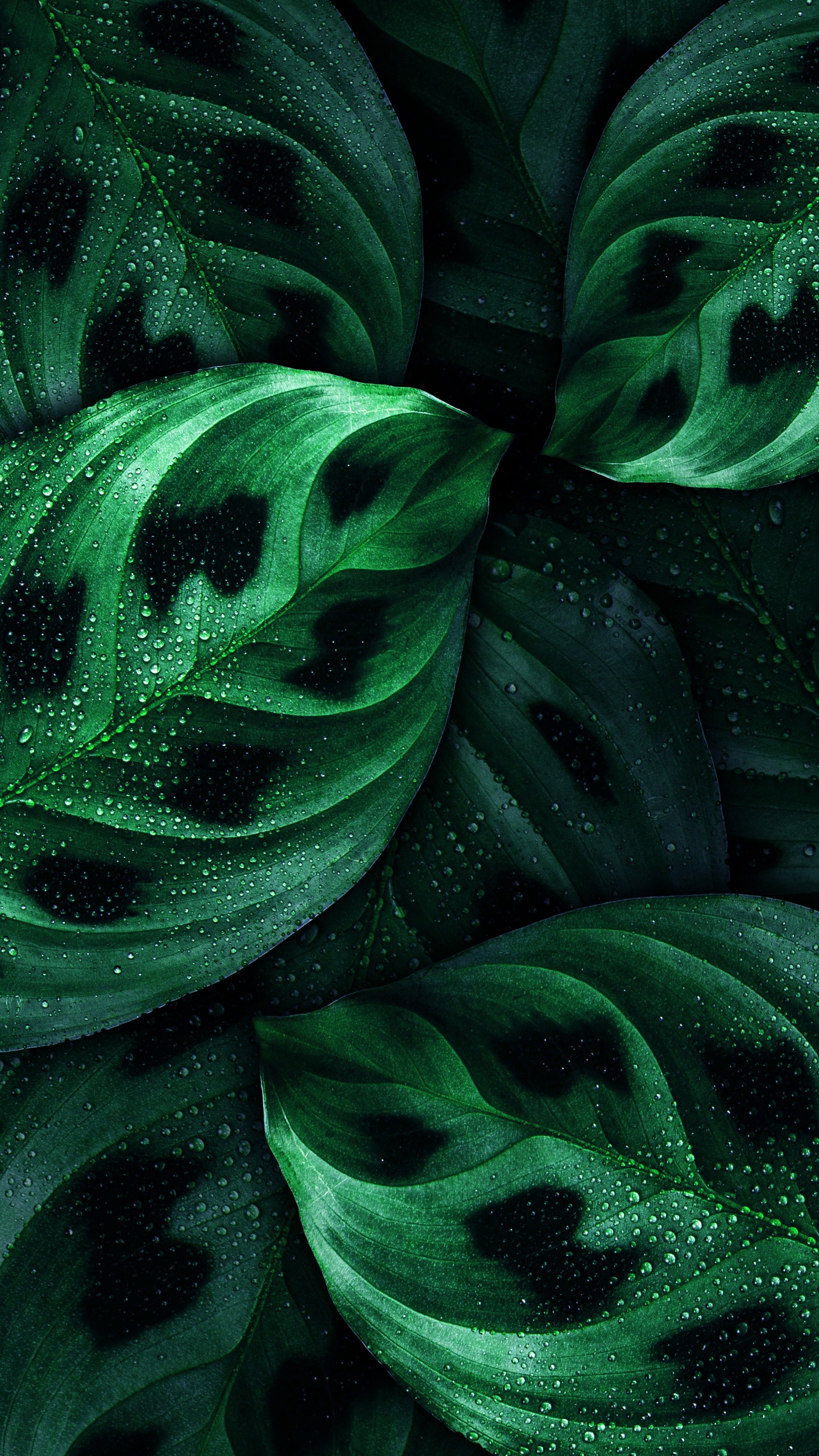 Обои лист, андроид, Nokia, зеленый, ботаники в разрешении 1440x2560