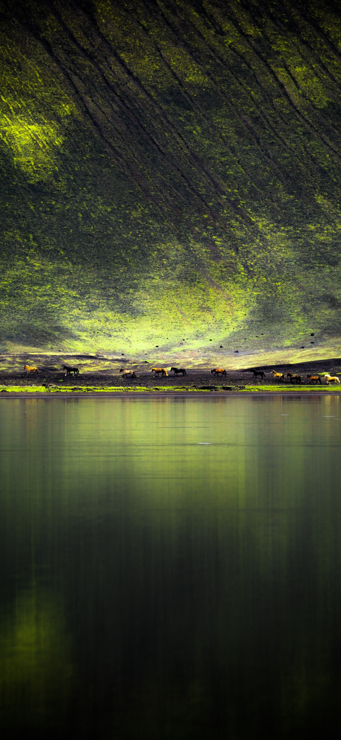 Обои зеленый, природа, вода, отражение, свет в разрешении 1125x2436