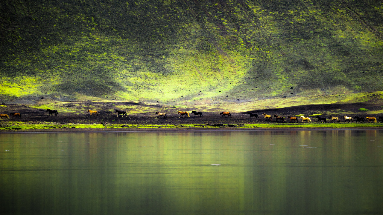 Обои зеленый, природа, вода, отражение, свет в разрешении 1280x720