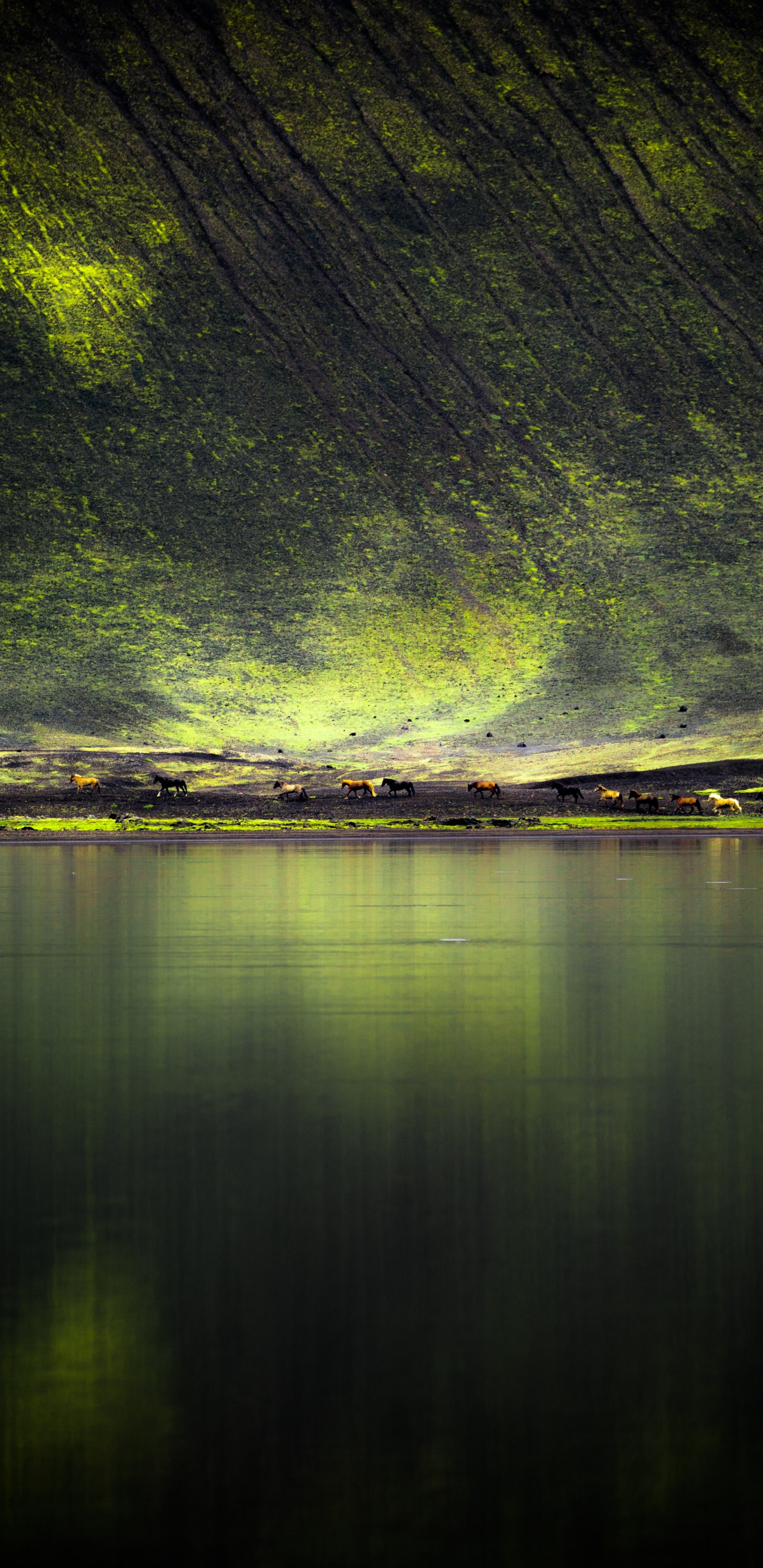 Обои зеленый, природа, вода, отражение, свет в разрешении 1440x2960