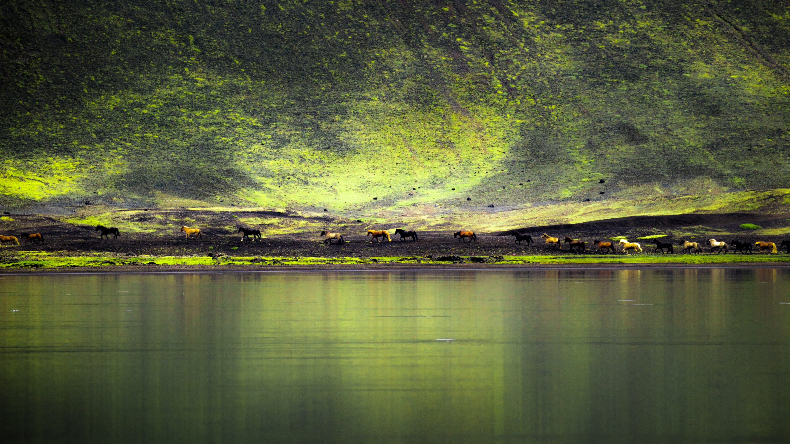 Обои зеленый, природа, вода, отражение, свет в разрешении 2560x1440