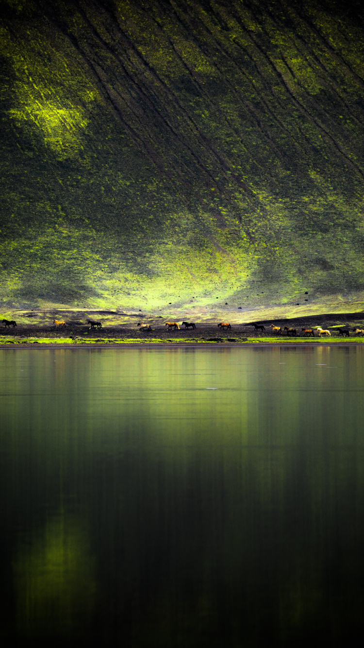 Обои зеленый, природа, вода, отражение, свет в разрешении 750x1334