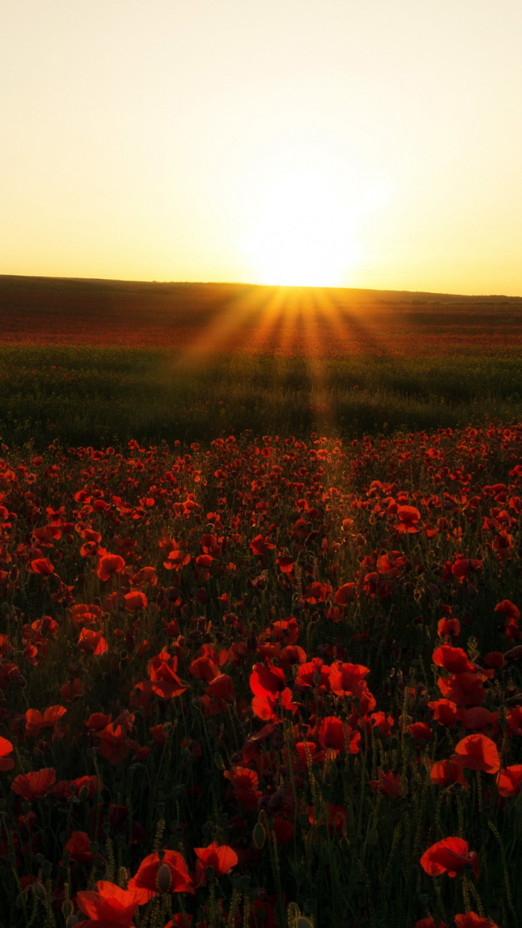 Обои поле, луг, экосистема, экорегион, полевой цветок в разрешении 750x1334