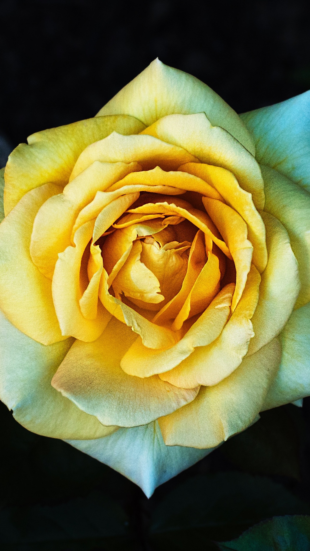 Обои цветок, Роза, желтый, Джулия Чайлд Роза, сад роз в разрешении 1080x1920
