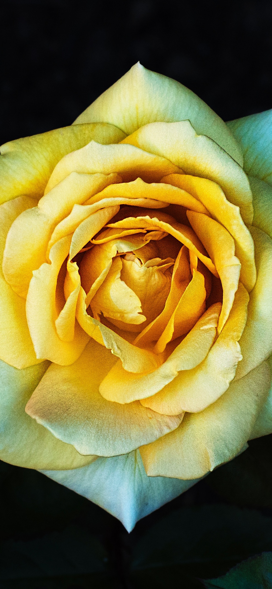 Обои цветок, Роза, желтый, Джулия Чайлд Роза, сад роз в разрешении 1125x2436