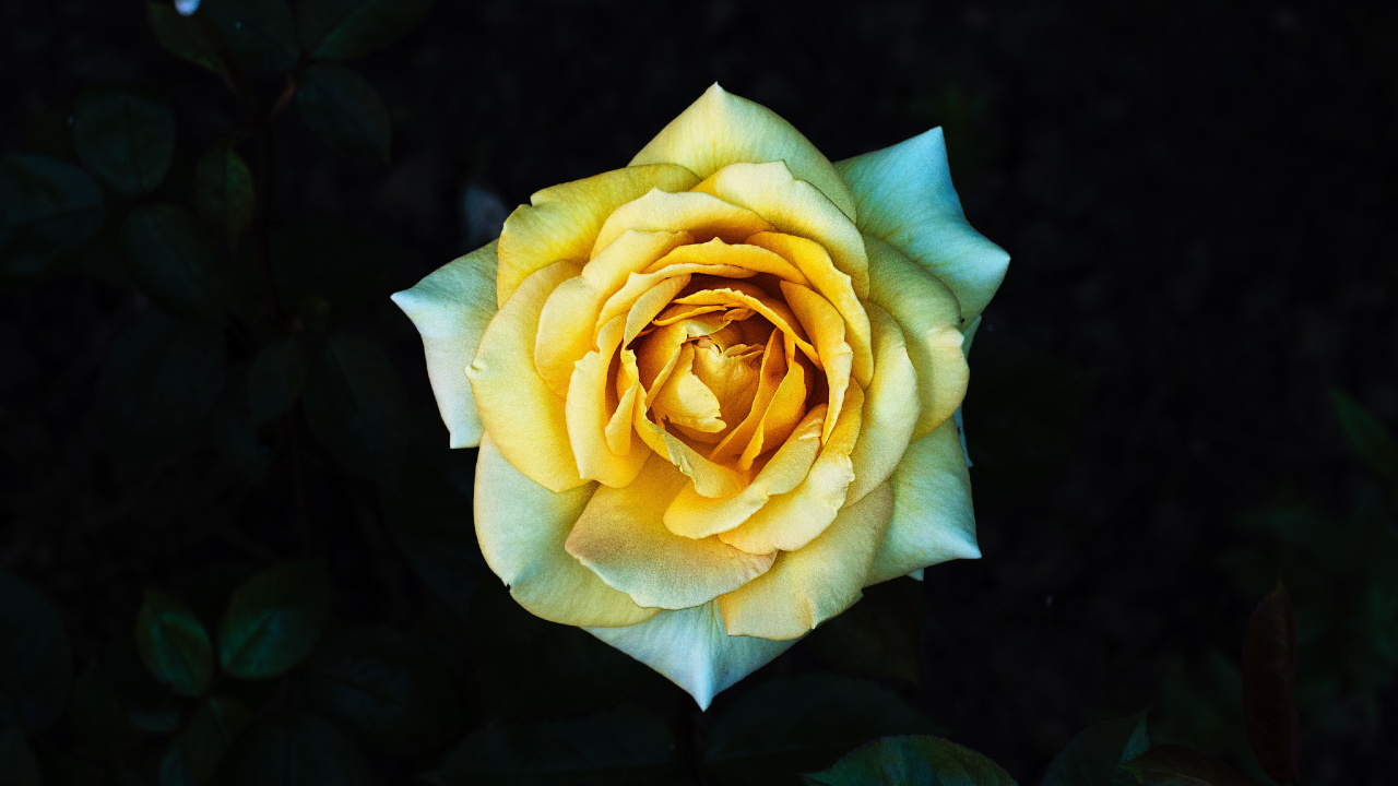 Обои цветок, Роза, желтый, Джулия Чайлд Роза, сад роз в разрешении 1280x720