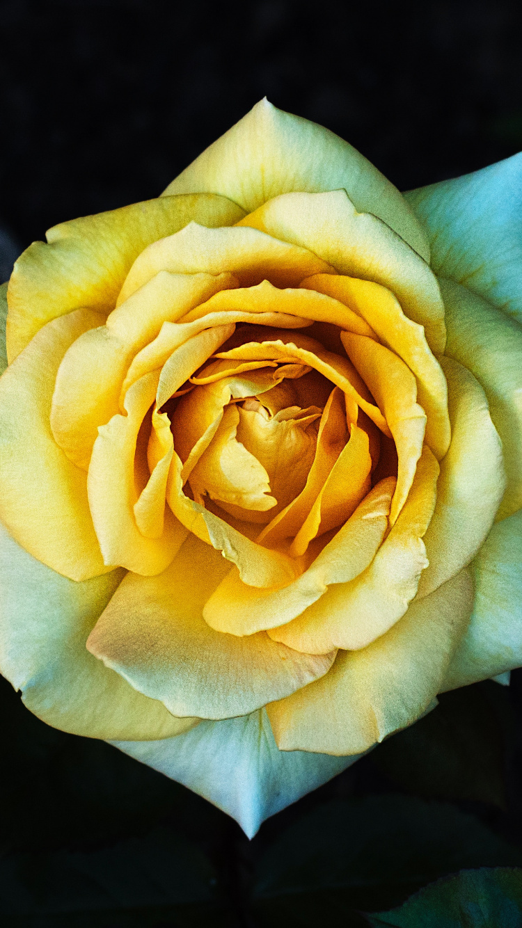 Обои цветок, Роза, желтый, Джулия Чайлд Роза, сад роз в разрешении 750x1334