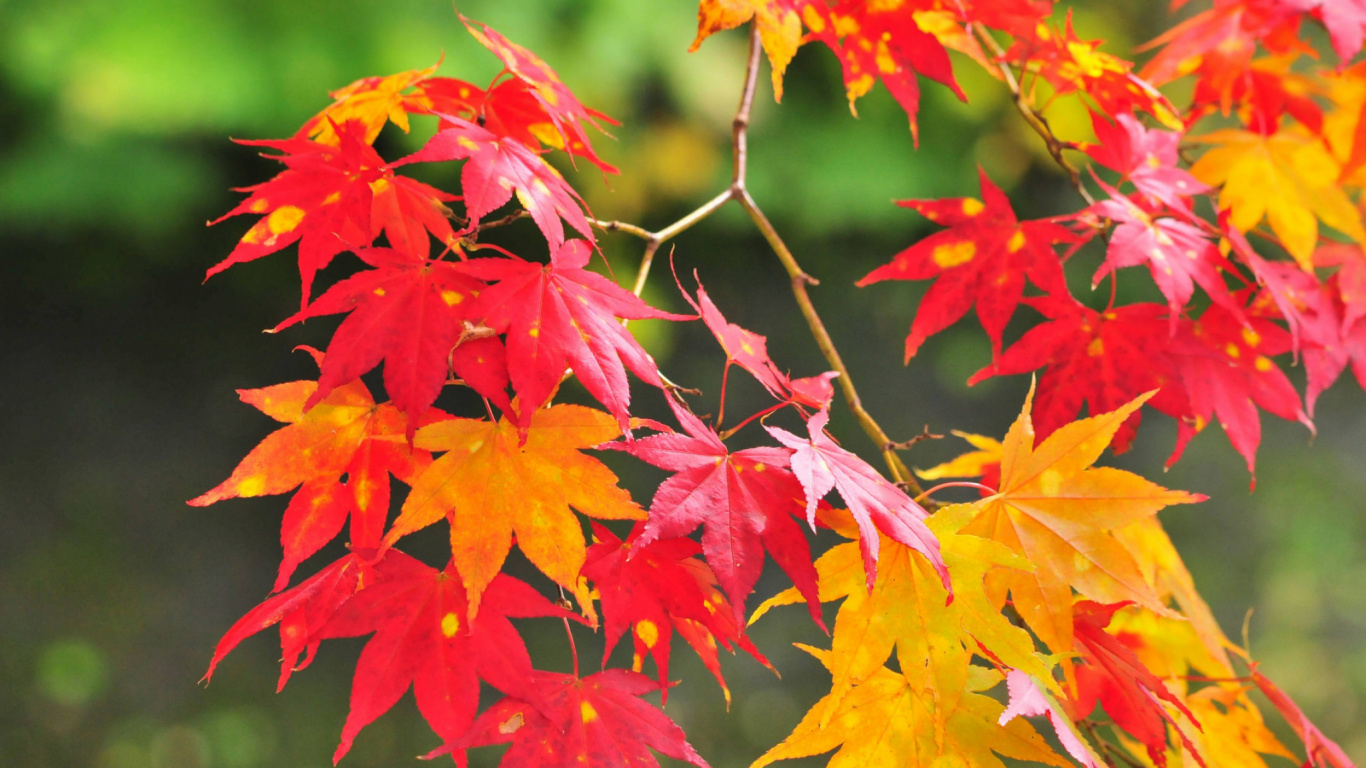 Обои ветвь, дерево, кленовый лист, растение, листопадные в разрешении 1366x768