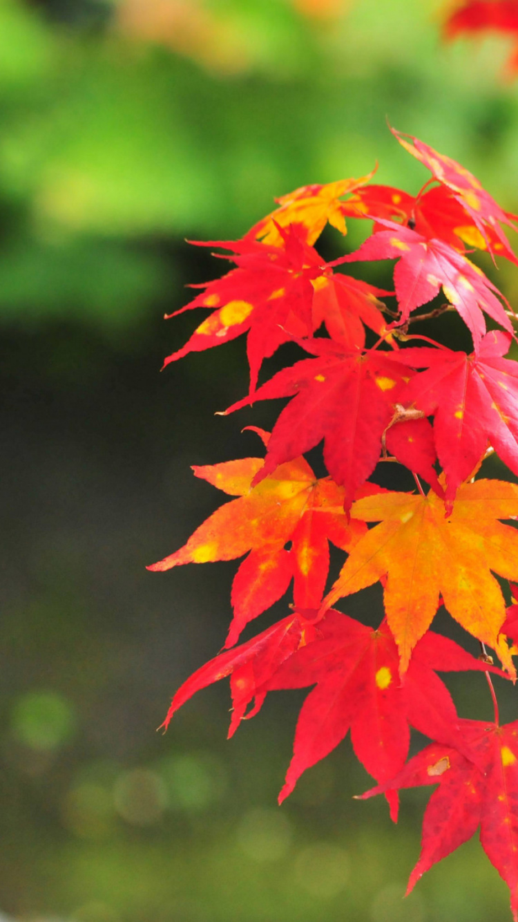 Обои ветвь, дерево, кленовый лист, растение, листопадные в разрешении 750x1334