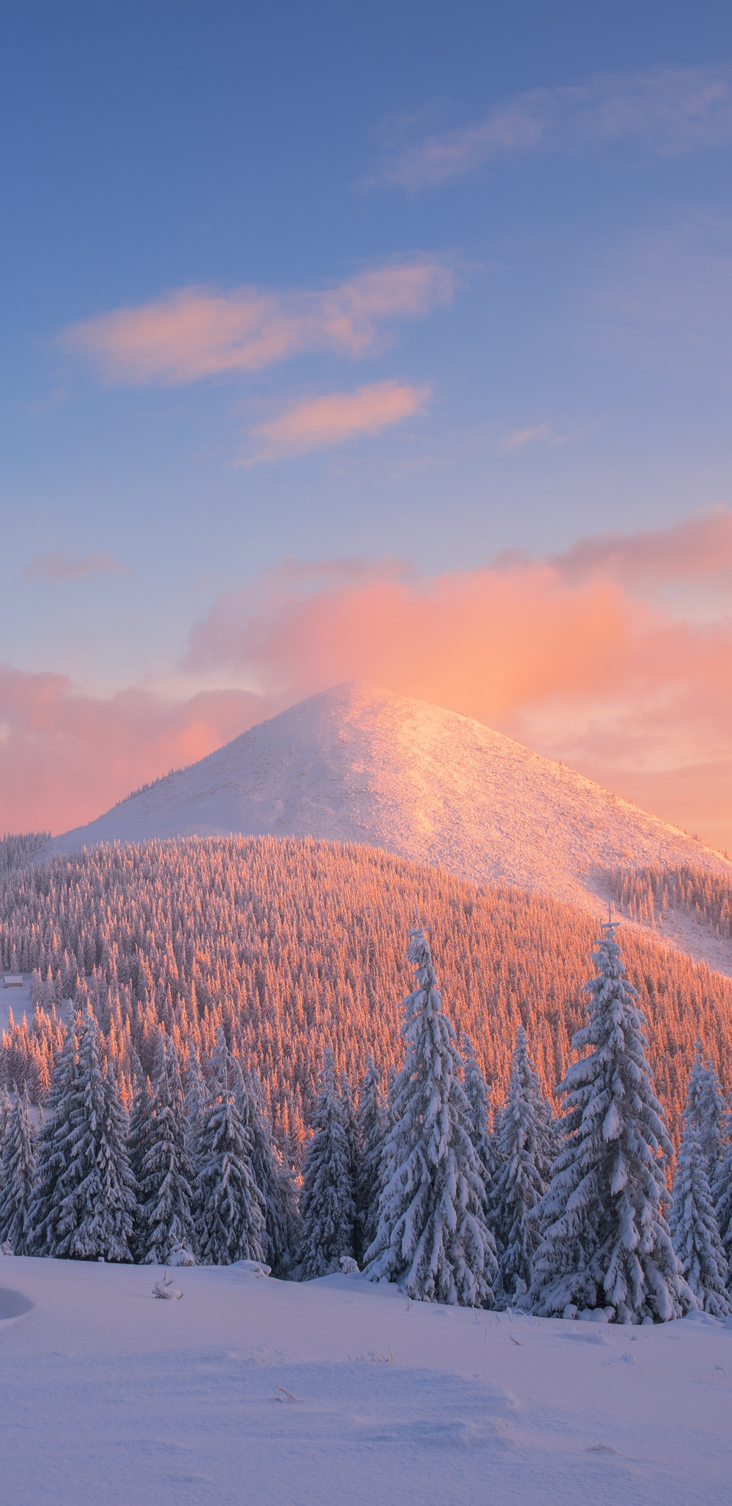 Обои снег, зима, дерево, замораживание, гора в разрешении 1440x2960