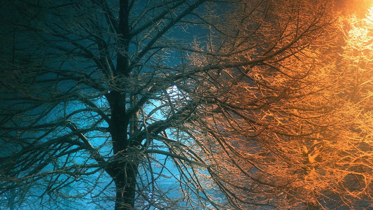 Обои природа, освещение, атмосфера, растение, природный ландшафт в разрешении 1280x720