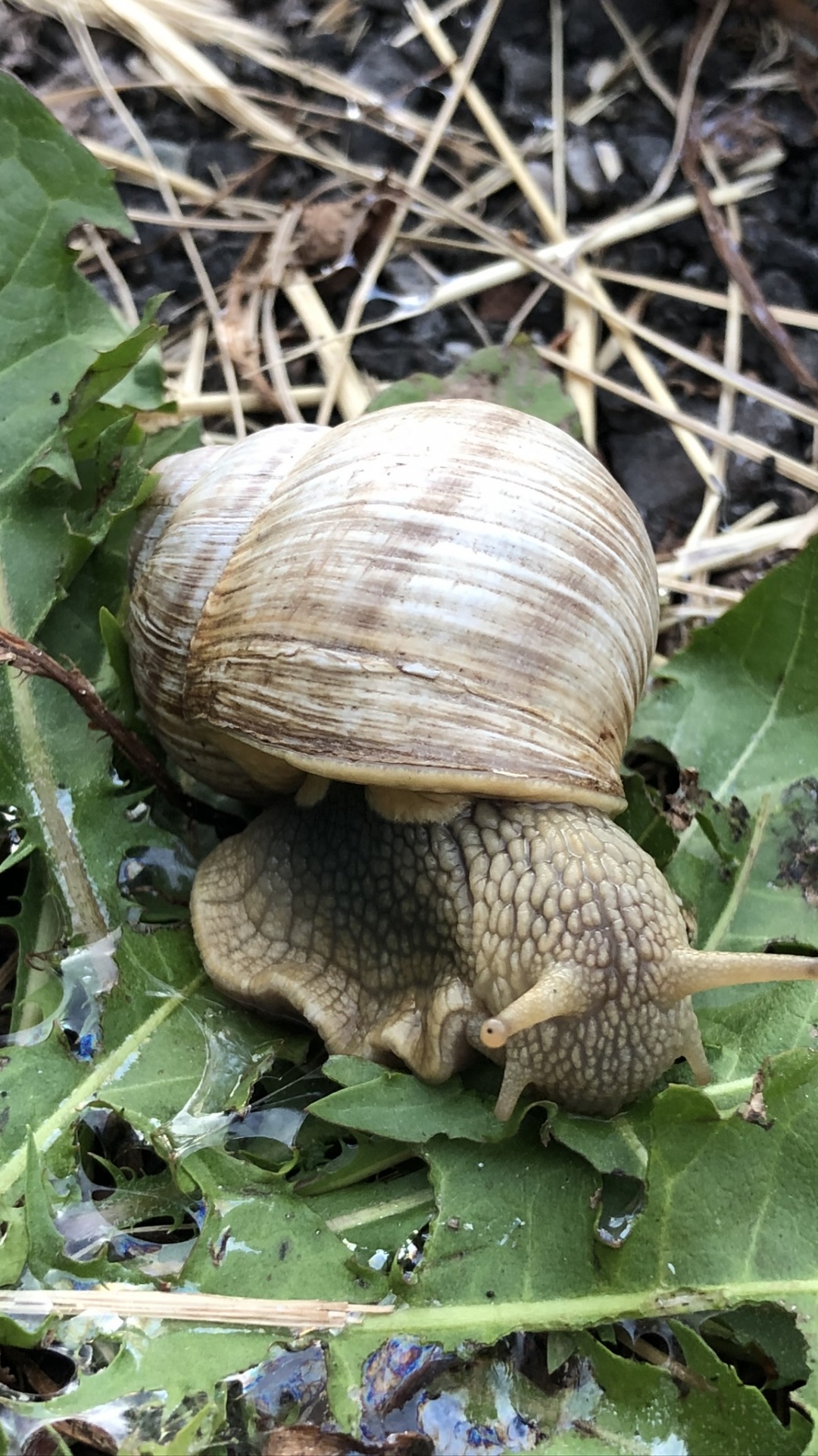 Обои улитка, schnecken, наземные животные, наука, биология в разрешении 1080x1920