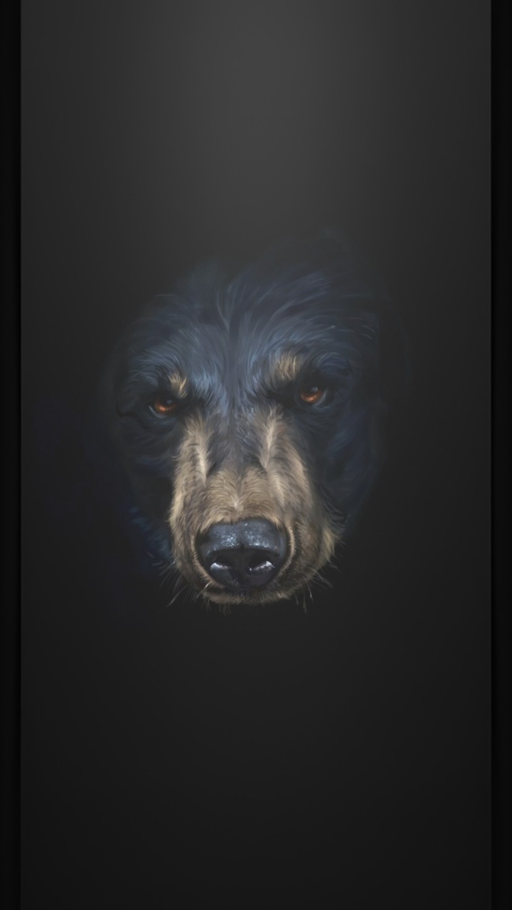 Обои морда, пес, собака породы, бакенбарды, собака компаньон в разрешении 720x1280