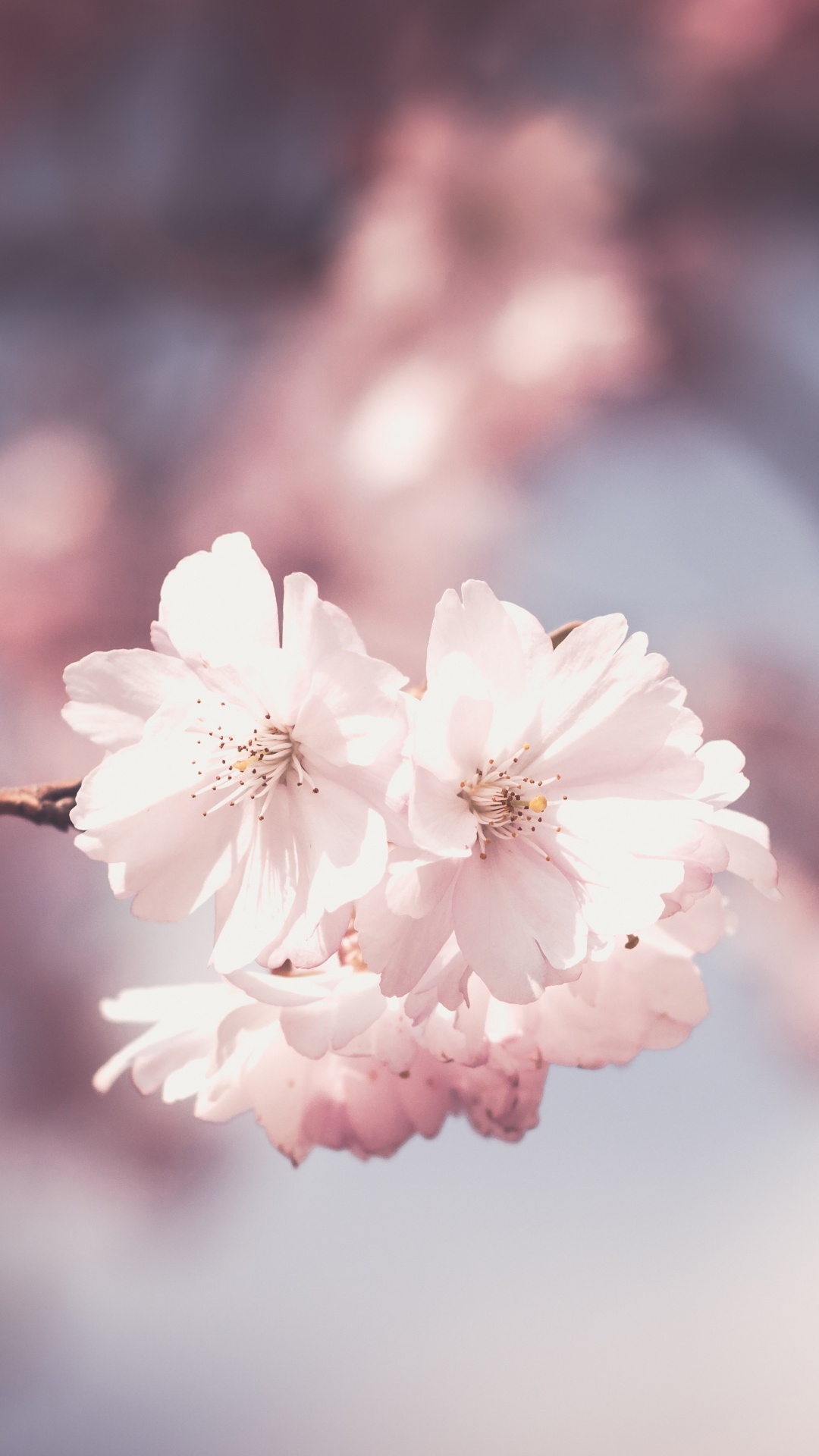 Обои цветок, весна, расцвет, розовый, лепесток в разрешении 1080x1920