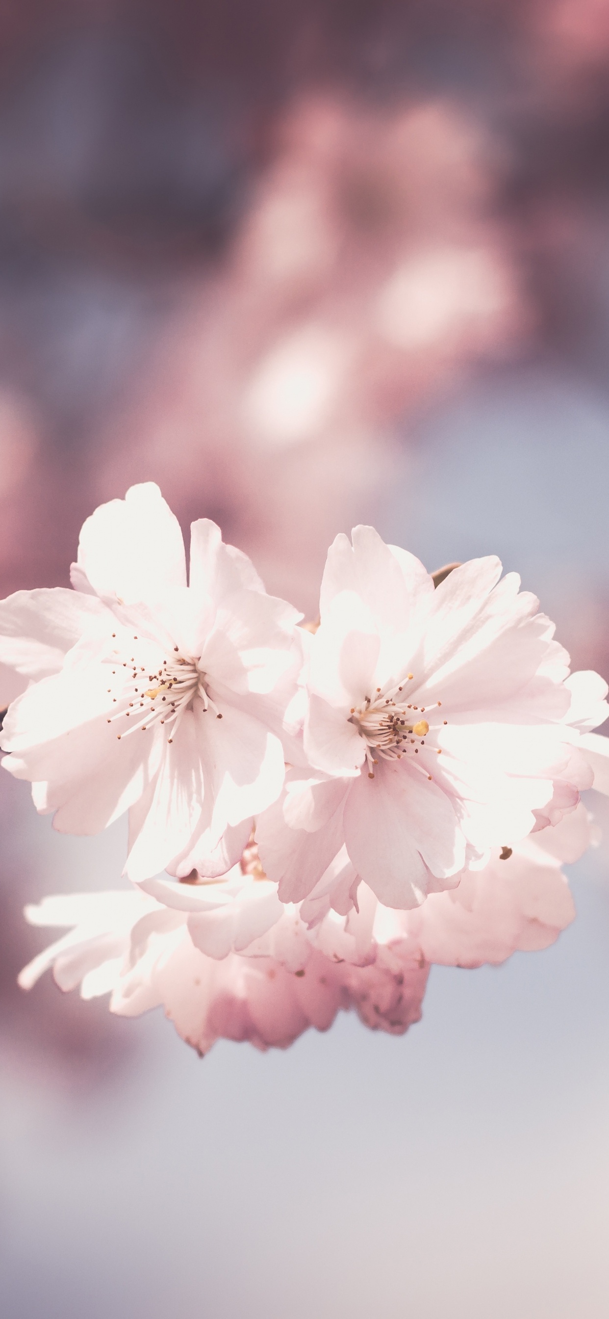 Обои цветок, весна, расцвет, розовый, лепесток в разрешении 1242x2688