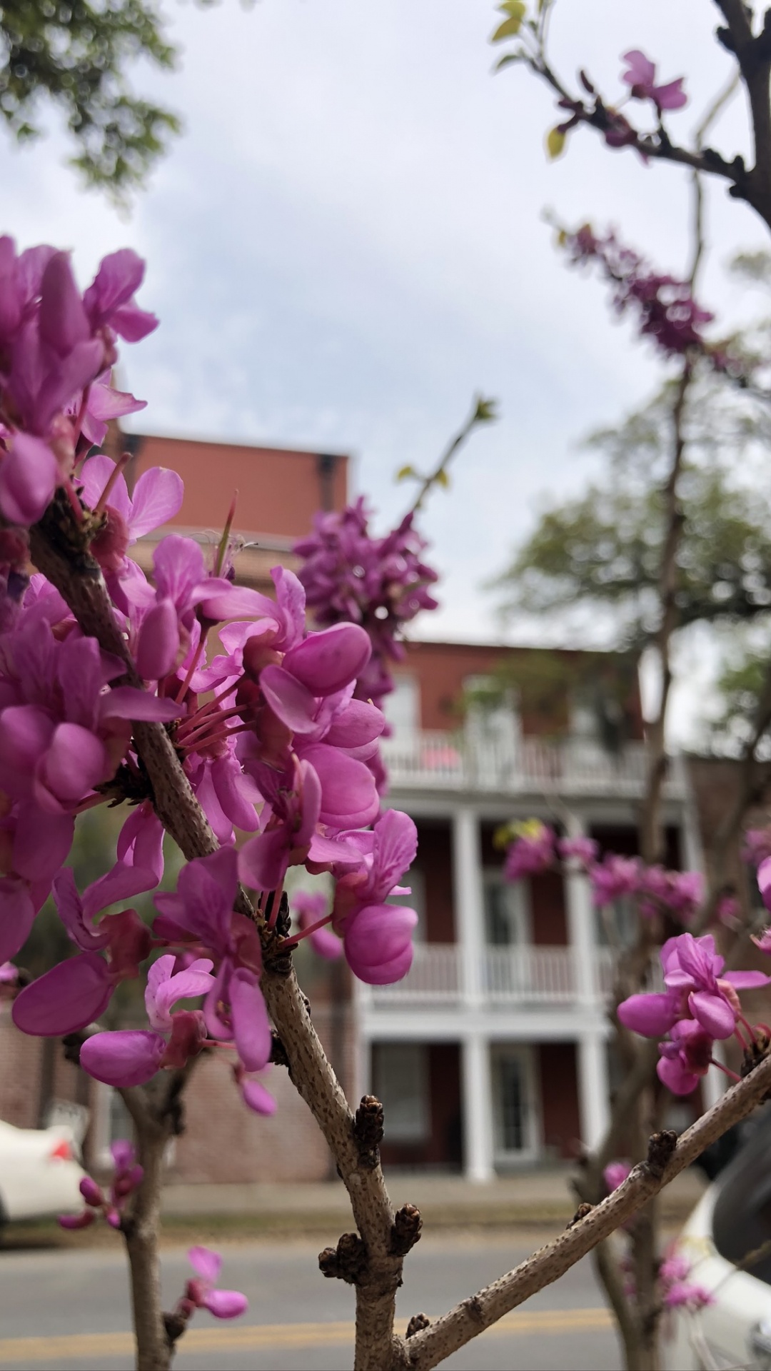 Обои расцвет, цветковое растение, цветение вишни, ветвь, лепесток в разрешении 1080x1920